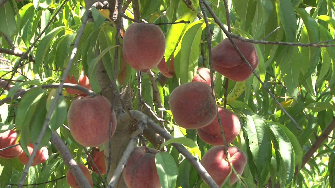 Visit Local Farms for New Jersey's Sweet Summer Crops - Long