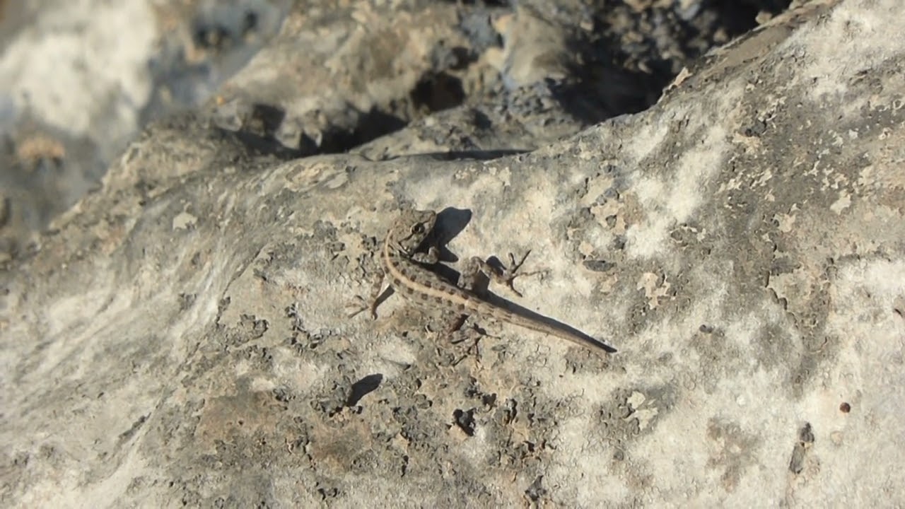Persian Rock Gecko, Pristurus rupestris, Ayn Tobruk, Salalah, Oman, 21 Febr 2016 (2/2)