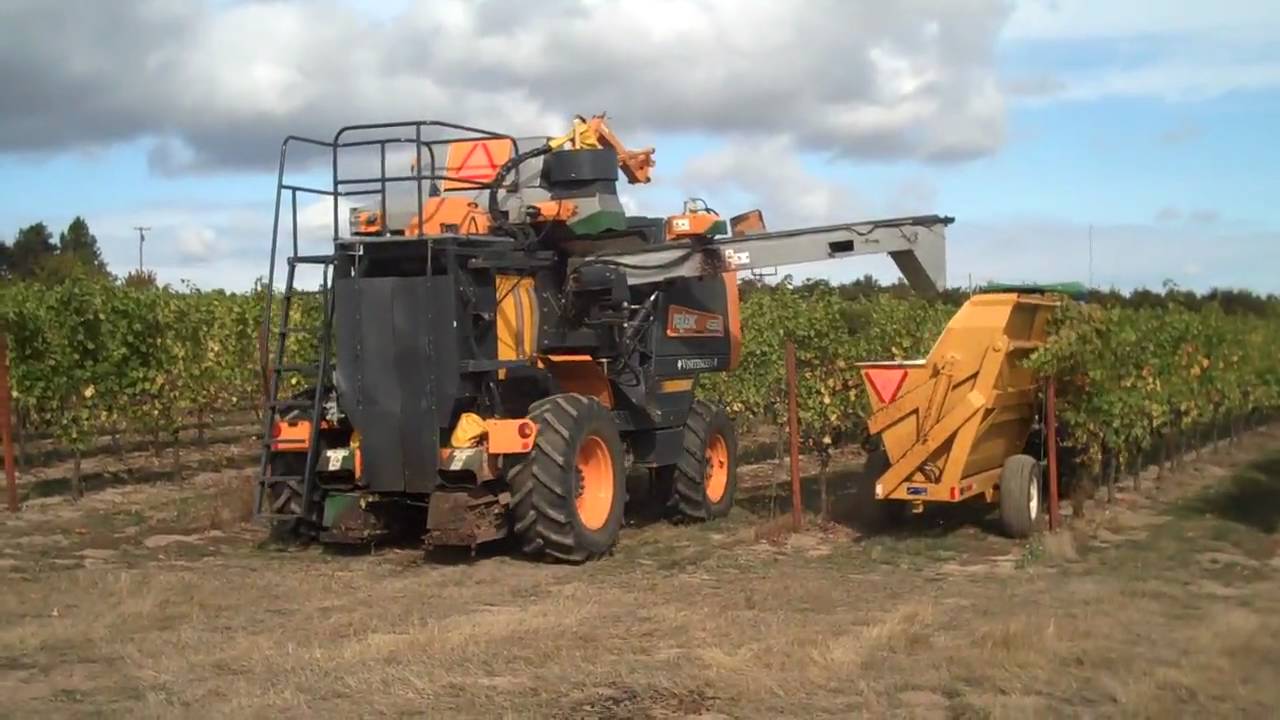 Mechanical Grape Harvest - Oregon Pinot Noir.mp4