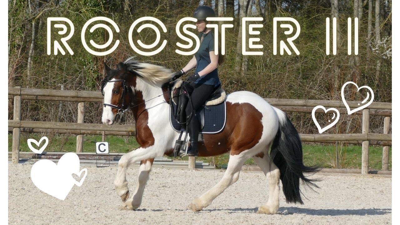 ROOSTER - Hongre typé Irish Cob