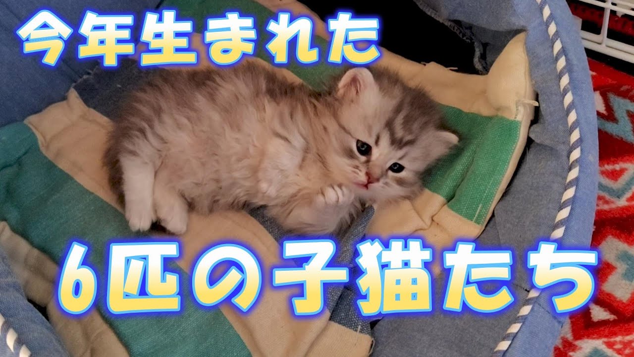 今年生まれた6匹の子猫たち
