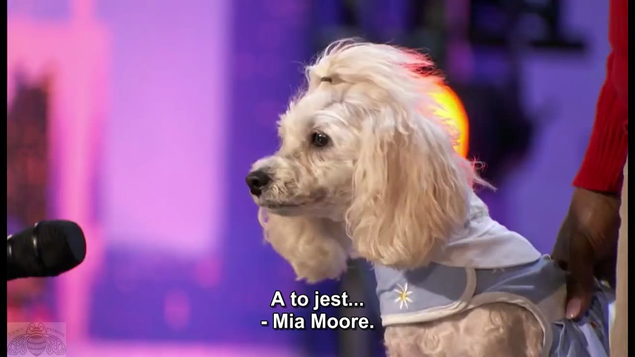 Piesuś Mia i jej niepoliczalny talent w AGT