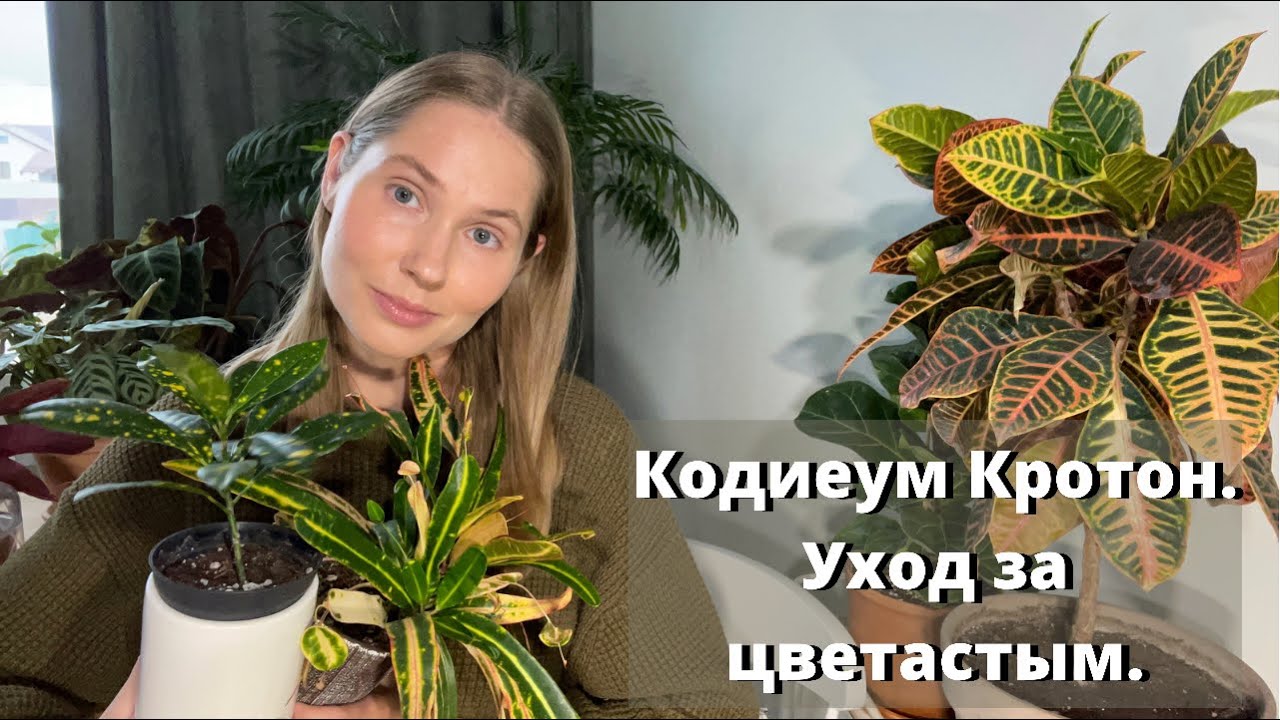 Уход за Кротоном. Обзор моих Кодиеумов.