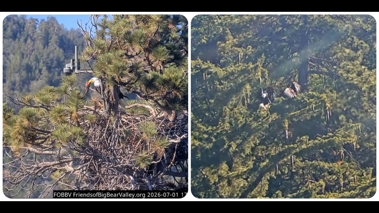 Shadow and Jackie are bringing fish to Sandy 01.07.2026 @FOBBVCAM