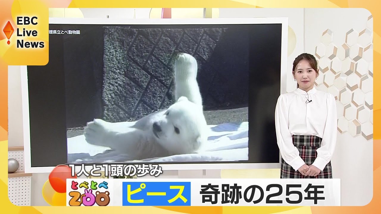 【とべとべZOO】とべ動物園のアイドルピースが25歳に