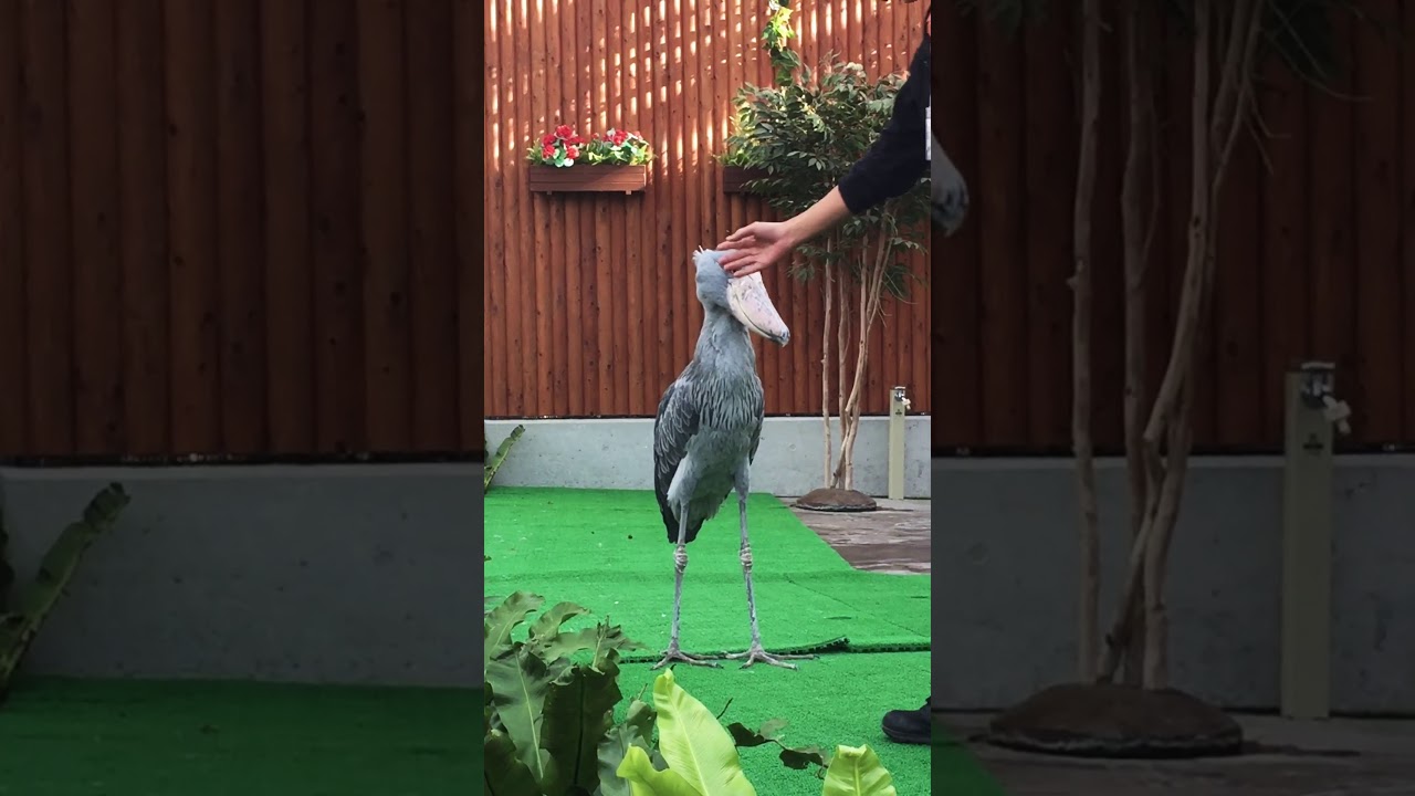 掛川花鳥園2018.1.1ハシビロコウのふたばちゃん