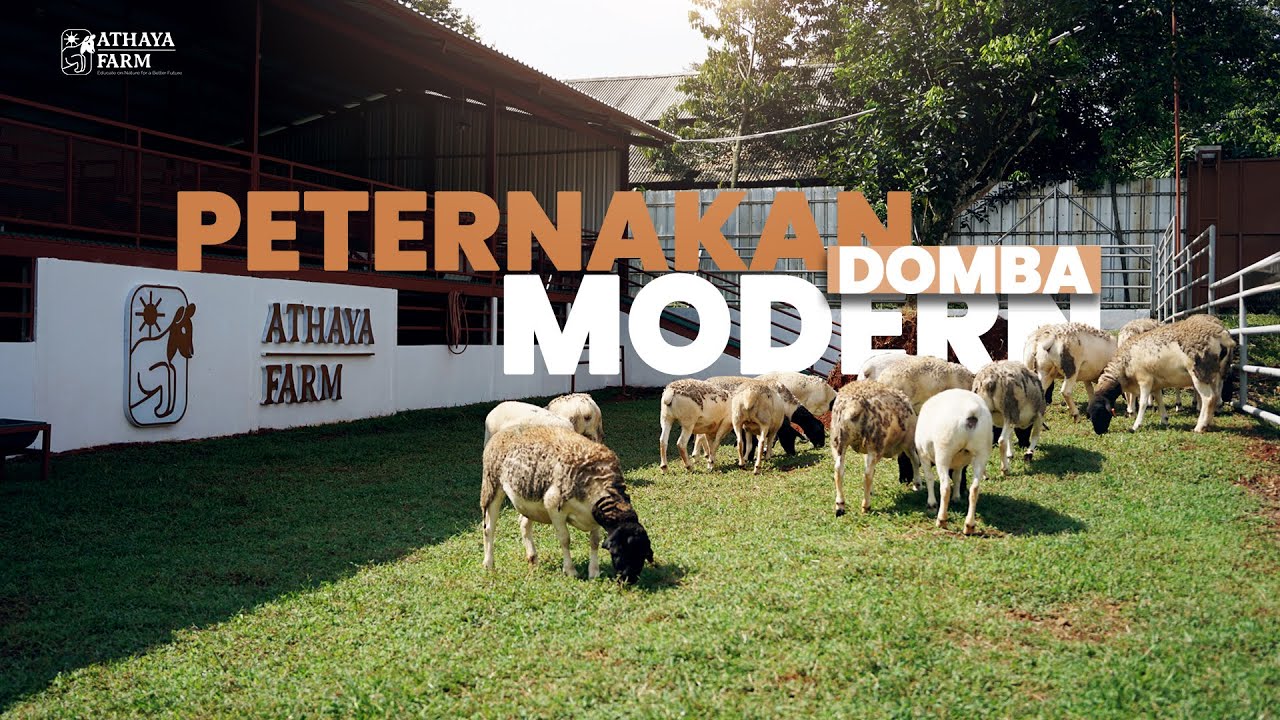 ATHAYA FARM - Peternakan Domba Modern Indonesia