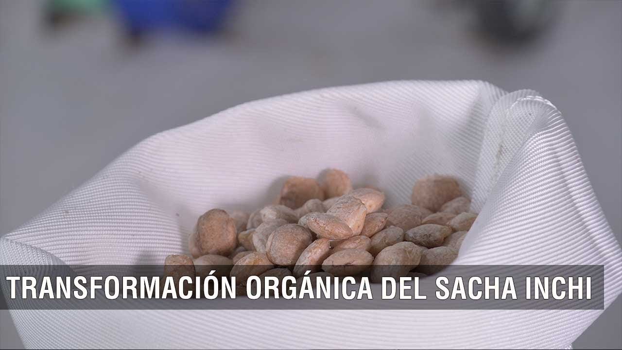 Transformación orgánica del Sacha Inchi - TvAgro por Juan Gonzalo Angel Restrepo