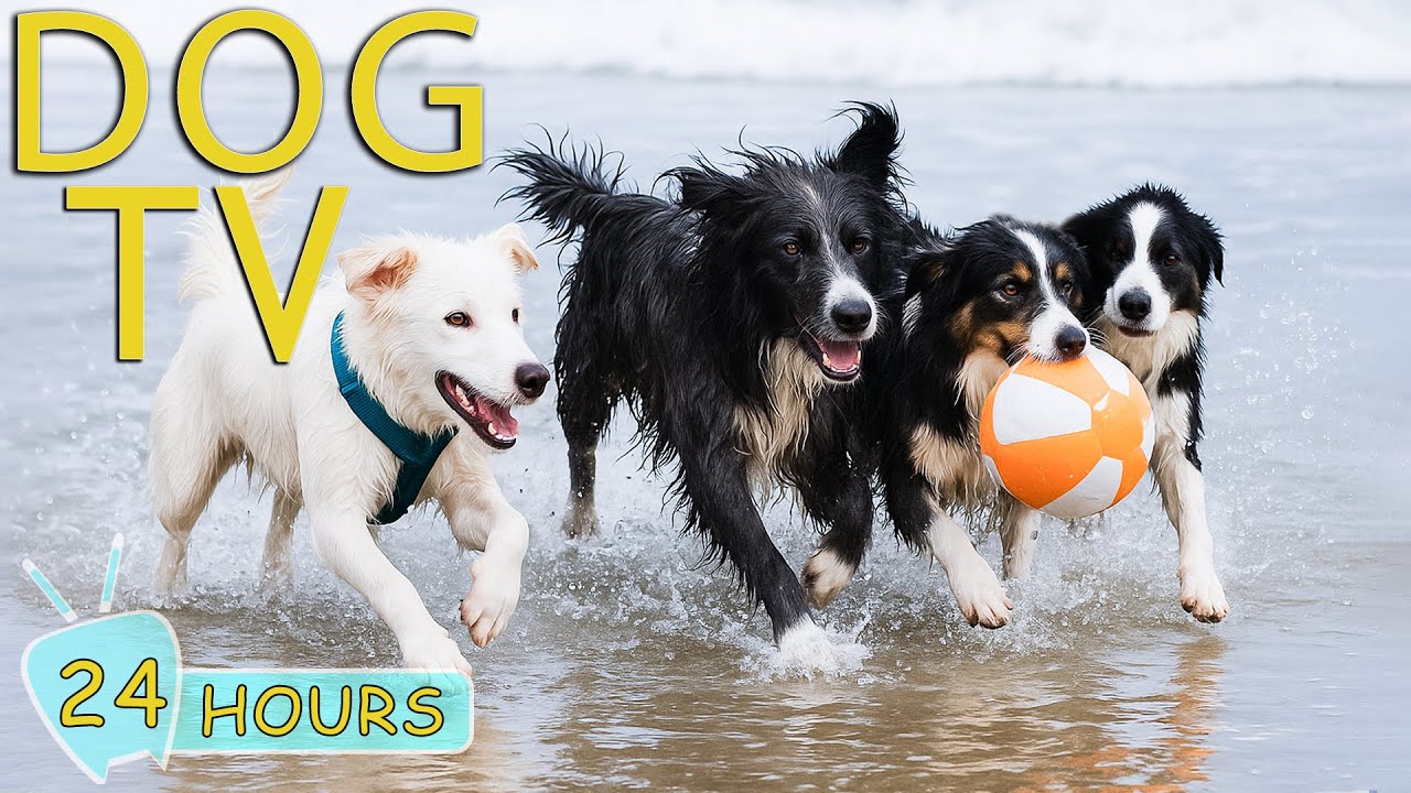 DOG TV: Videos Happy Entertain for Dogs to Watch When Home Alone All Day - Best Music for Dogs