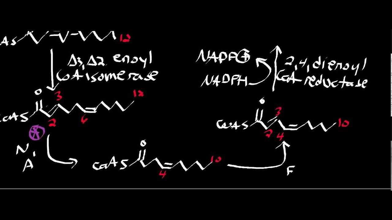 Biochemistry | Basics of Polyunsaturated Fat Oxidation