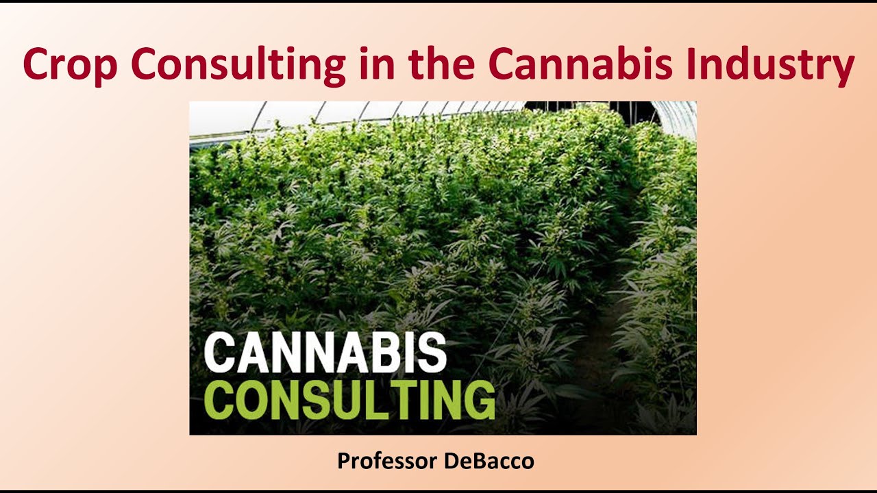 Crop Consulting in the Cannabis Industry