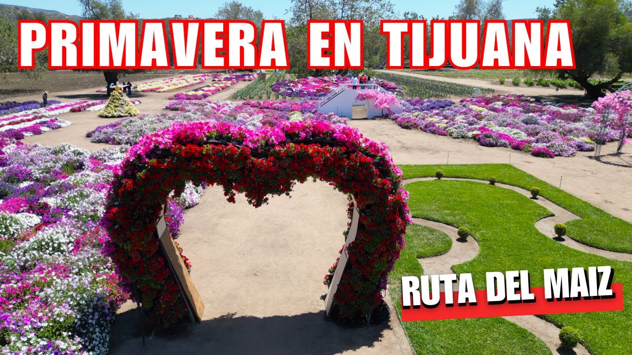 La Ruta Del Maíz Temporada De Primavera🌻🌼🌸   | Tijuana Baja California