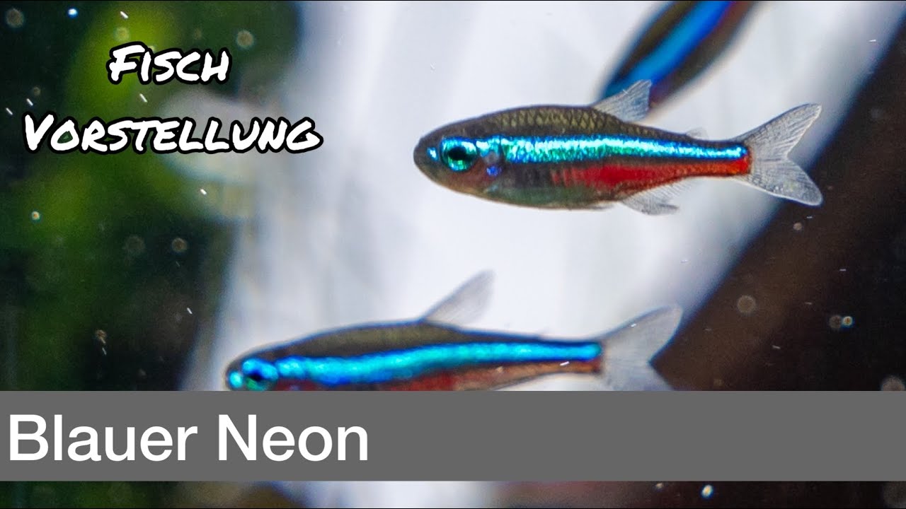 Blauer Neon - Paracheirodon simulans | Liquid Nature Fisch Vorstellung