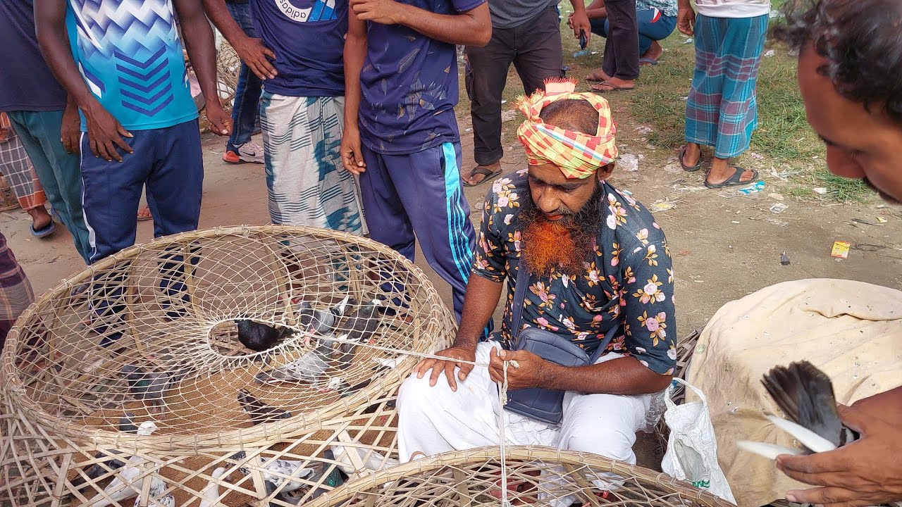 রাজশাহী বিক্ষ্যাত কাটাখালী কবুতরের হাট, রোজ : শুক্রবার। #viralvideo #pigeon #viral #kabootar 