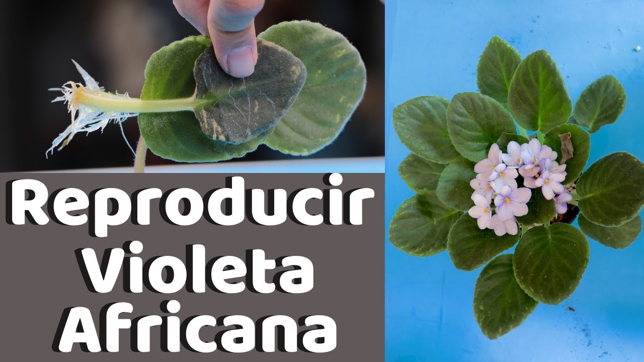 REPRODUCIR VIOLETAS AFRICANAS MUY FACIL || HUERTO CITADINO
