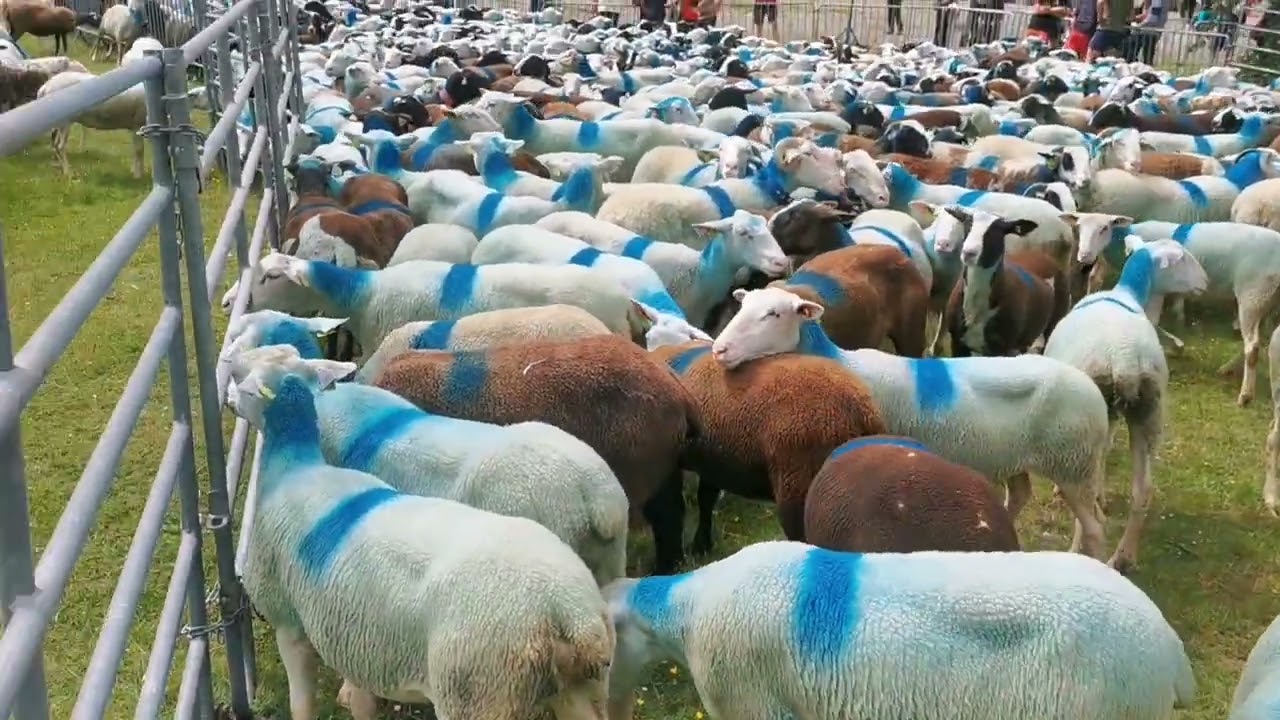 TRANSHUMANCE LAC D'ESTAING 2025