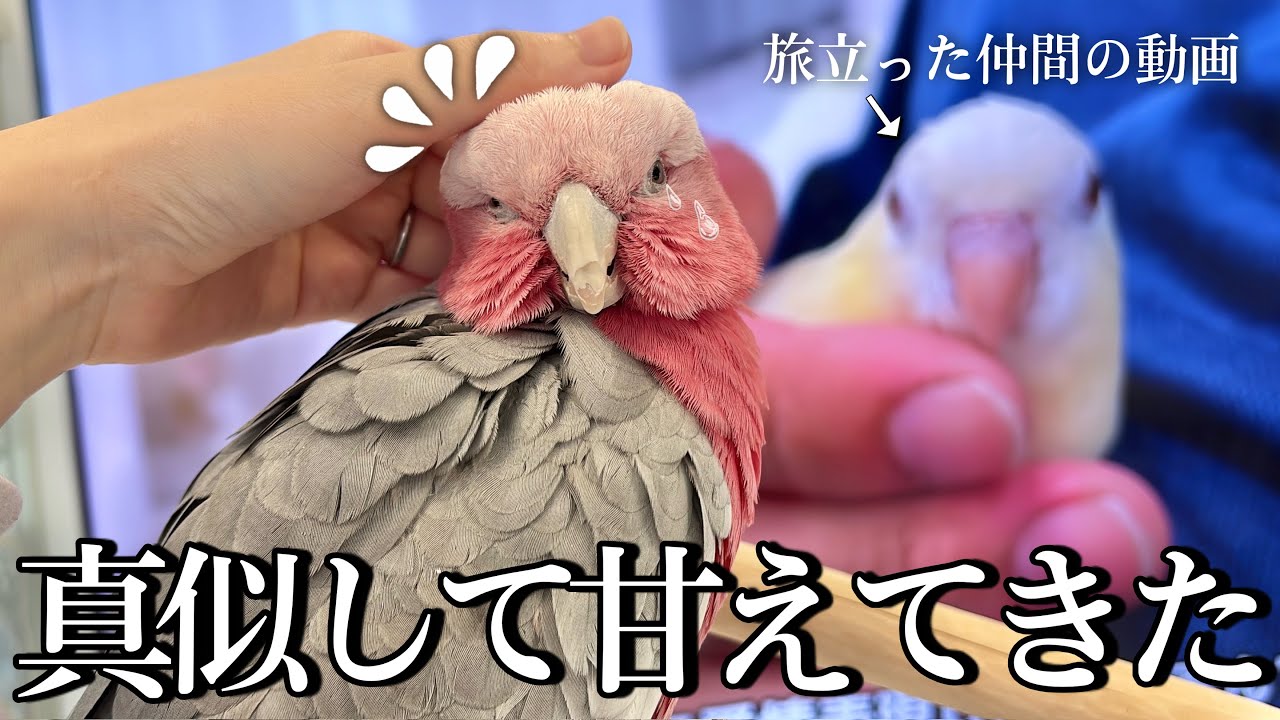 オウムに旅立った先住鳥の映像を見せたら、思わぬ行動をとりました...【モモイロインコ】