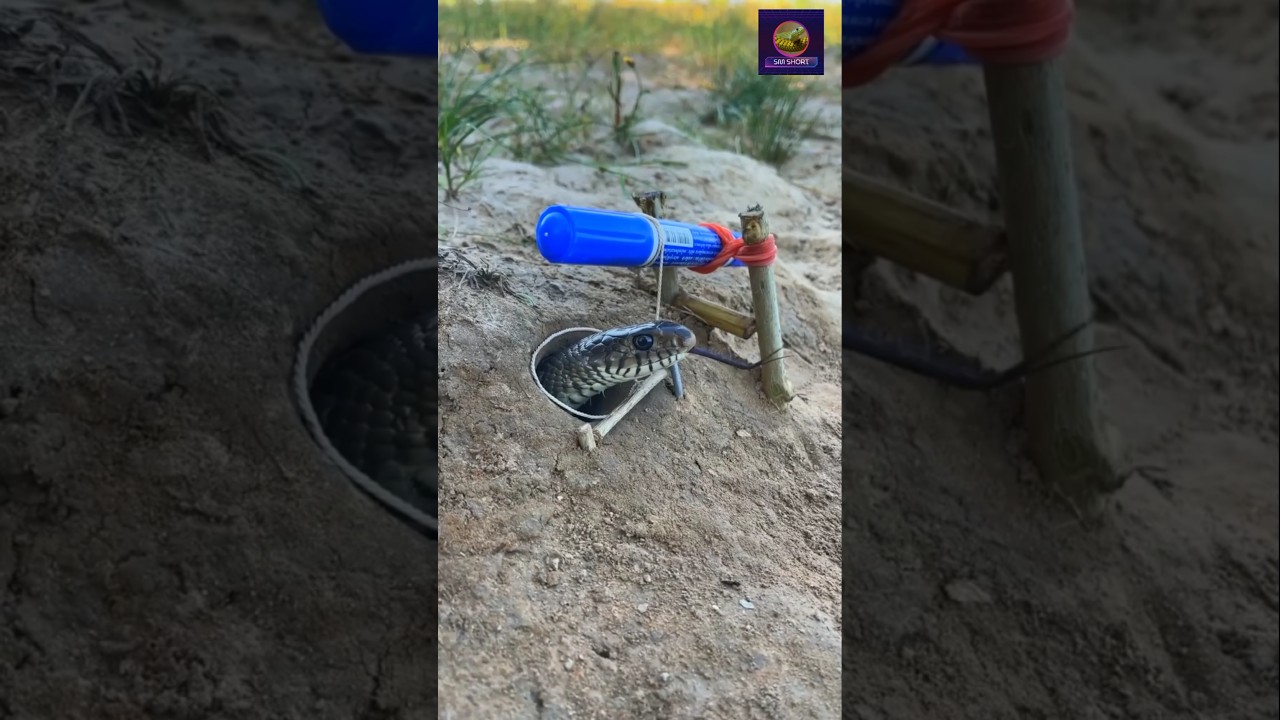Snakeready#snaketv#snake#snakefb#snakeclip#lovesnake#snakecare#snakeaction#snakereels#snakevlog#