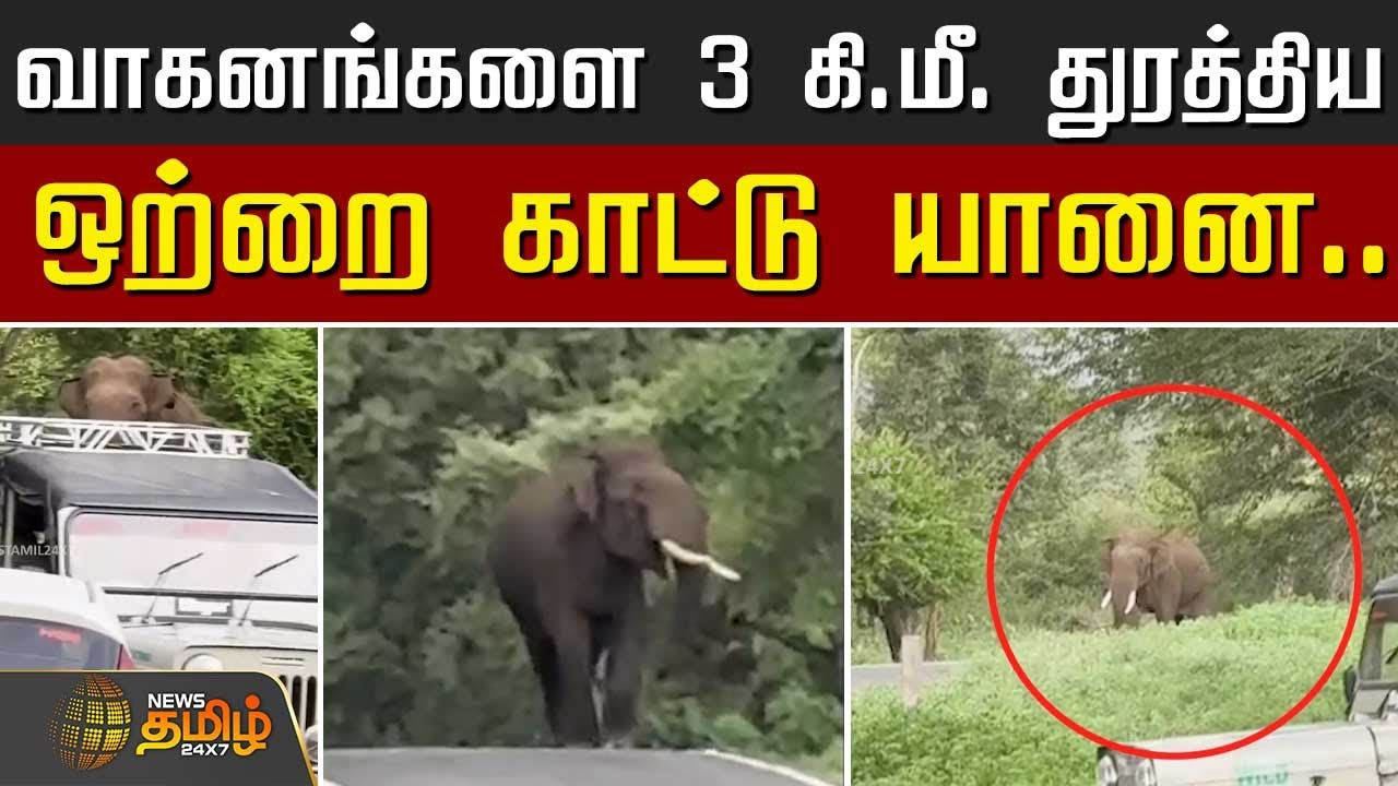 வாகனங்களை 3 கி.மீ. துரத்திய ஒற்றை காட்டு யானை.. | Nilgiris | Masinagudi | Elephant | News Tamil 24x7