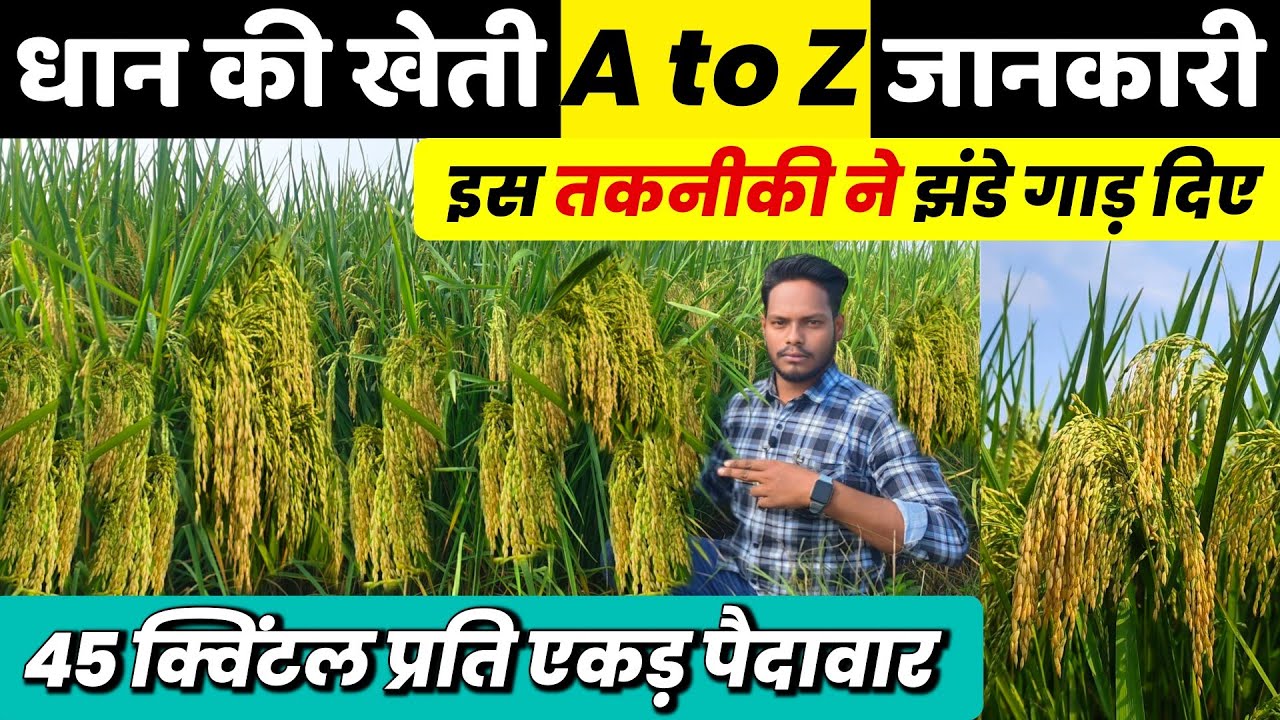 Dhaan ki kheti A to Z jankari🌾धान की खेती कब और कैसे करें🌱Dhaan ki best variety, khad dwai, bij pani