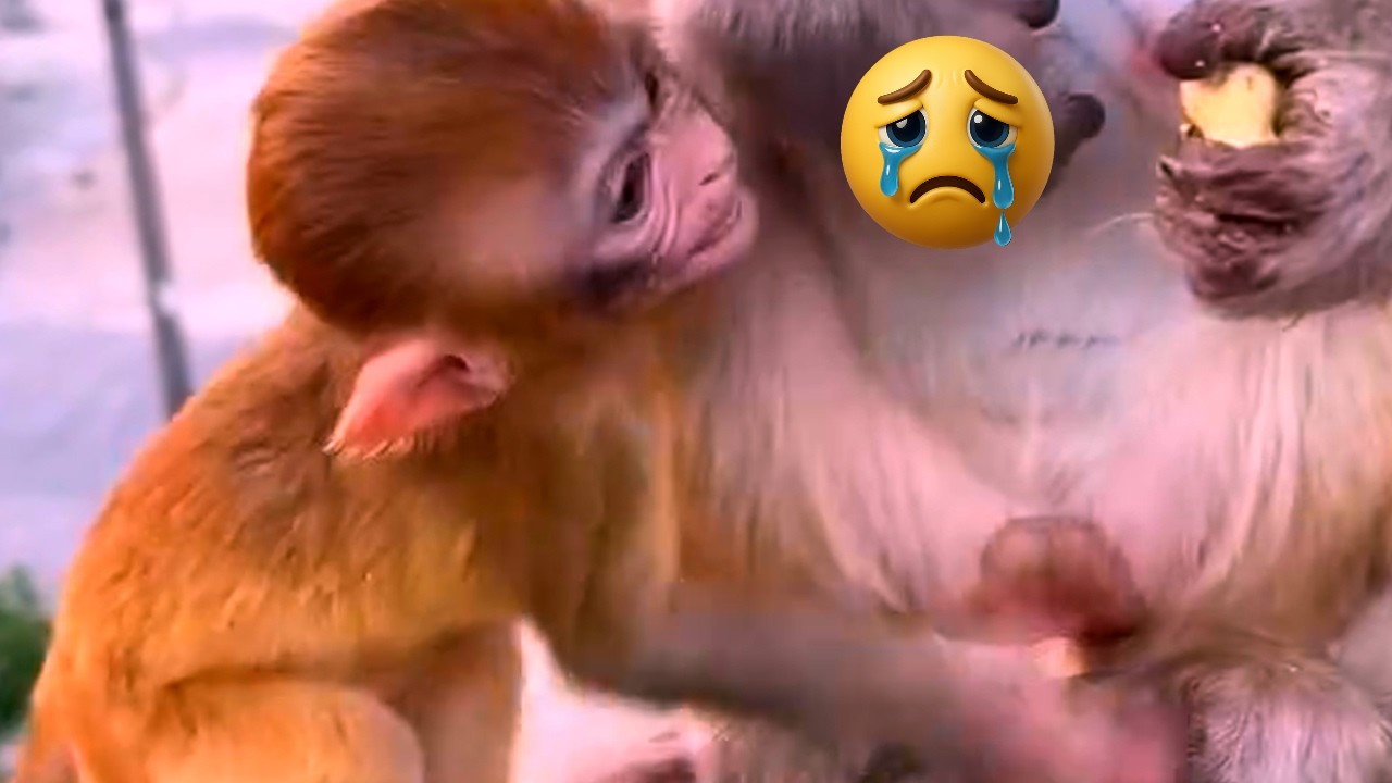 Oh No baby monkey cries to asking milk, but MOm rejects.