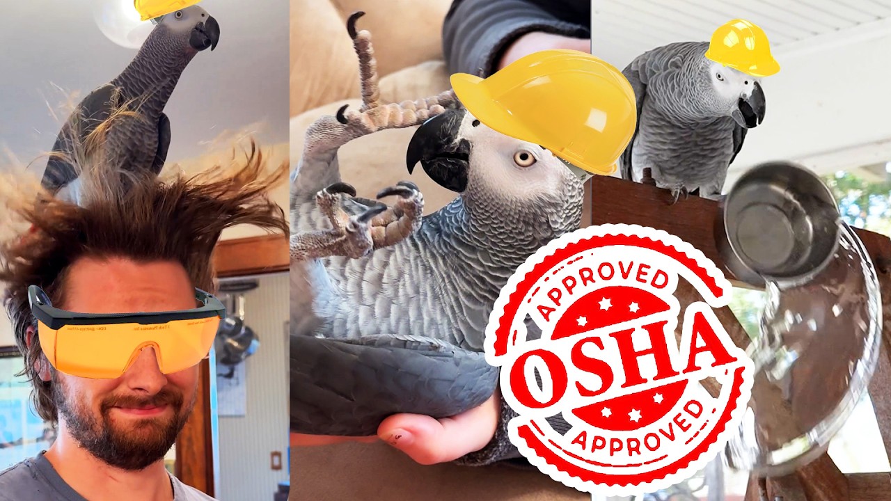 Rating Apollo's Workplace Safety Violations