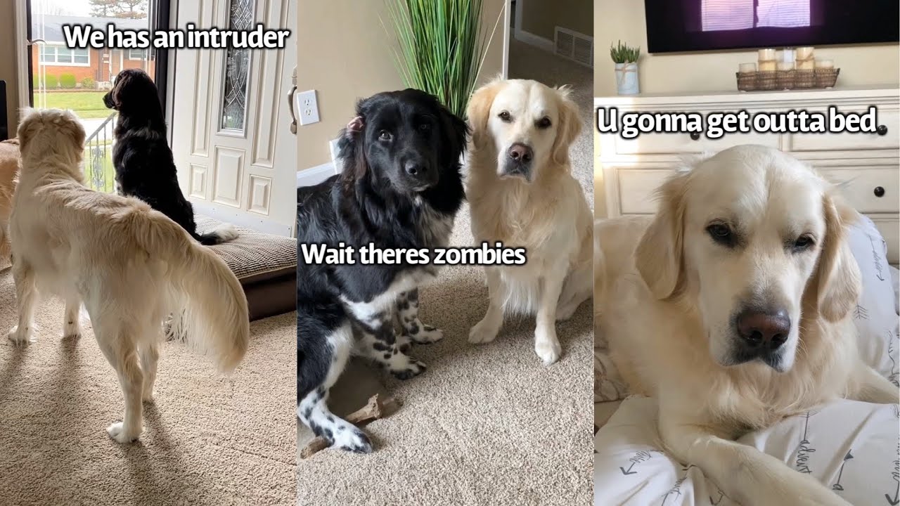Heckin Lockdown Shenanigans