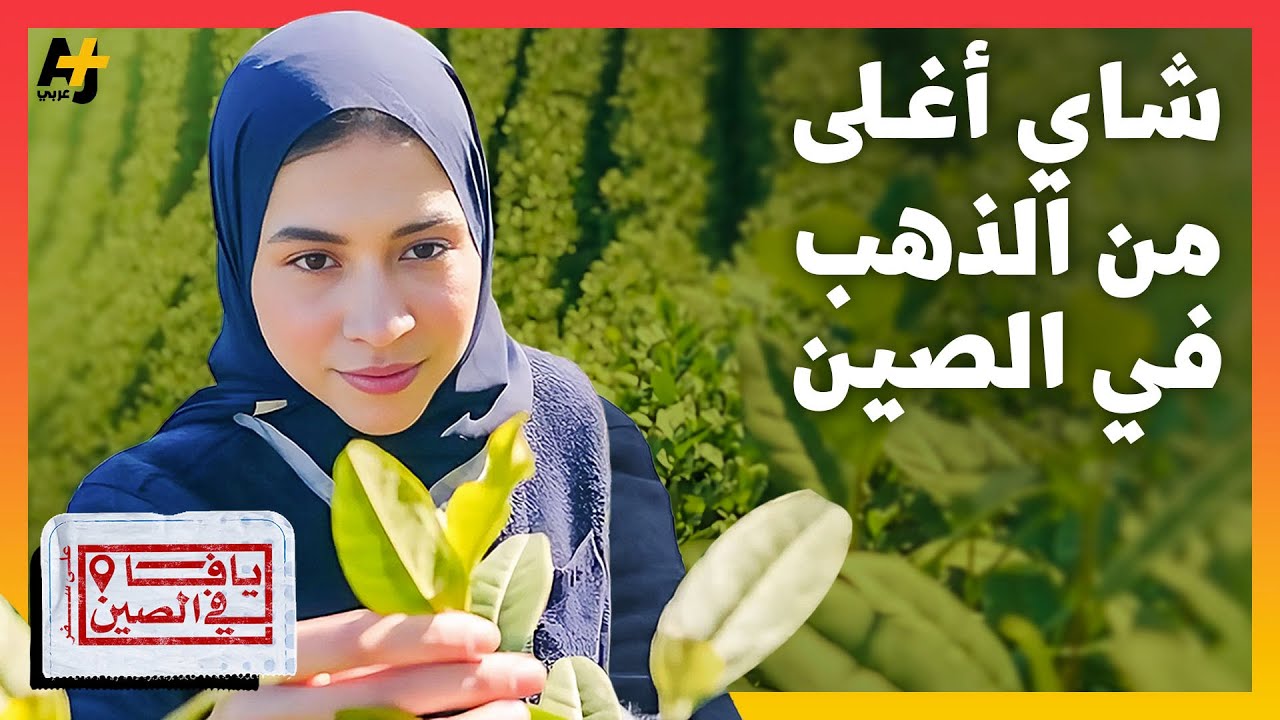 يافا في الصين | شاي أغلى من الذهب؟