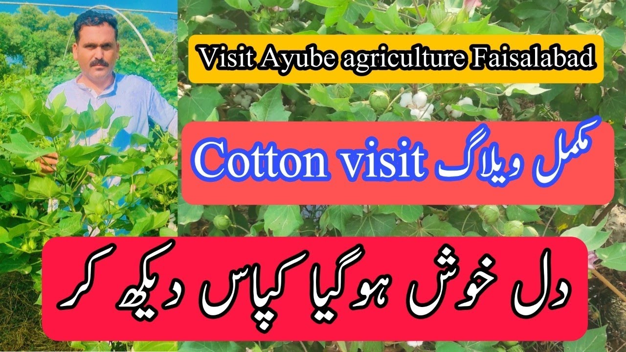 visit Ayube agriculture research Faisalabad complete vlog || #cotton  #cottoncrop #cottonvisit
