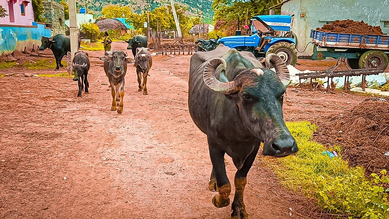 Buffalo Video day-41 iam Unlocked Going to Eating gangama temple ||Shobhamma||