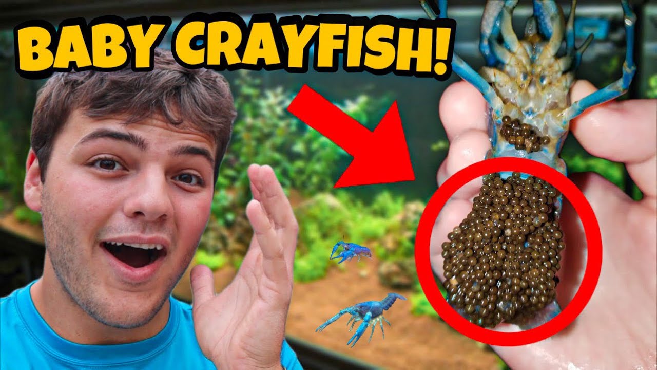 My PET CRAYFISH had 100+ BABIES!!