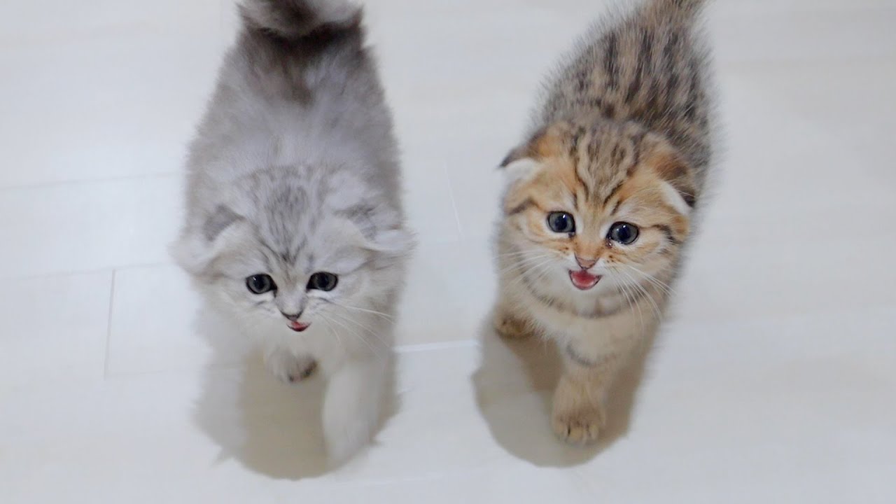 Вот что бывает, когда злишь голодного котенка😂