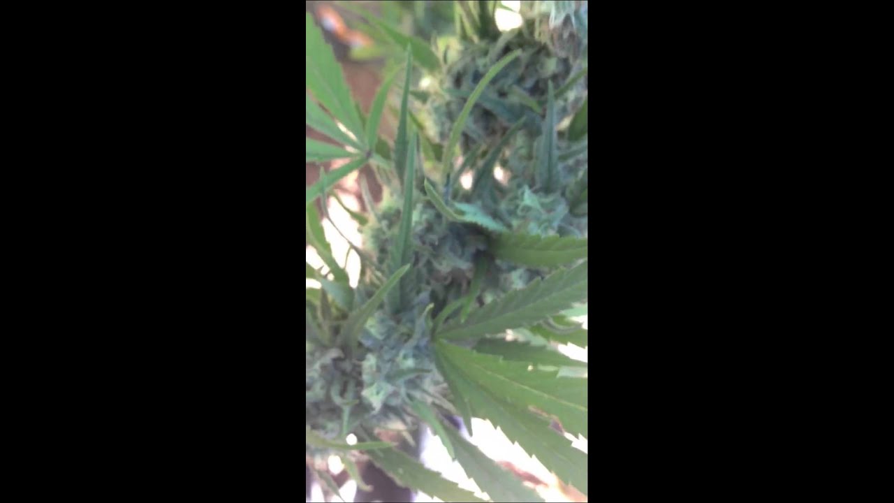 Chocolope Kush