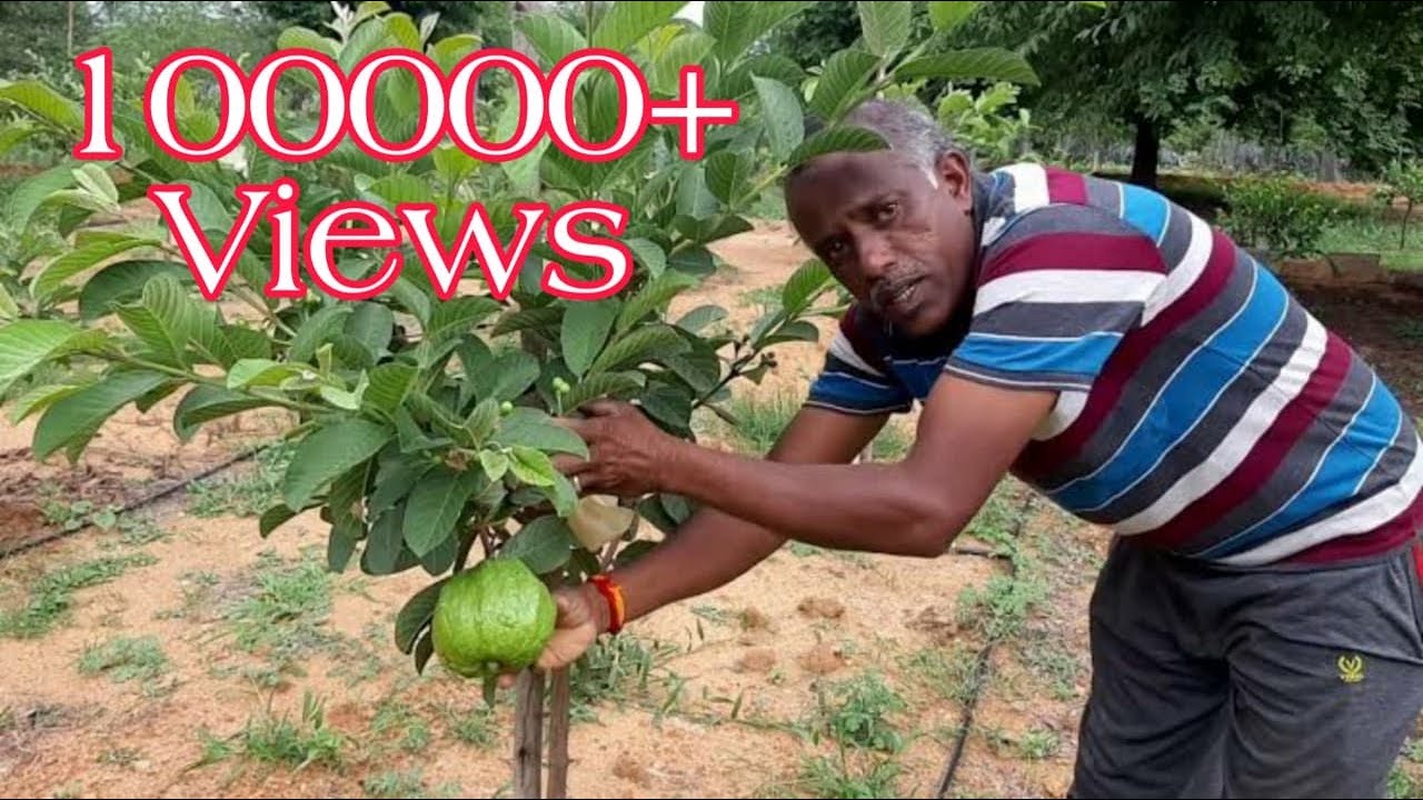 ತೈವನ್ ಪಿಂಕ್ Taiwan pink ಪೇರಲ ಹಣ್ಣು(Guava) Nematode Problems Full information.cal. 9019162251