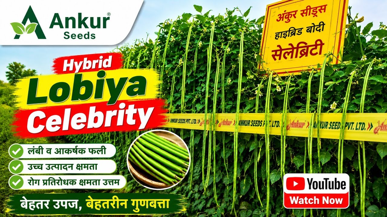 Ankur seed hybrid Lobiya Celebrity #agriculture #farming #farmer #interview 