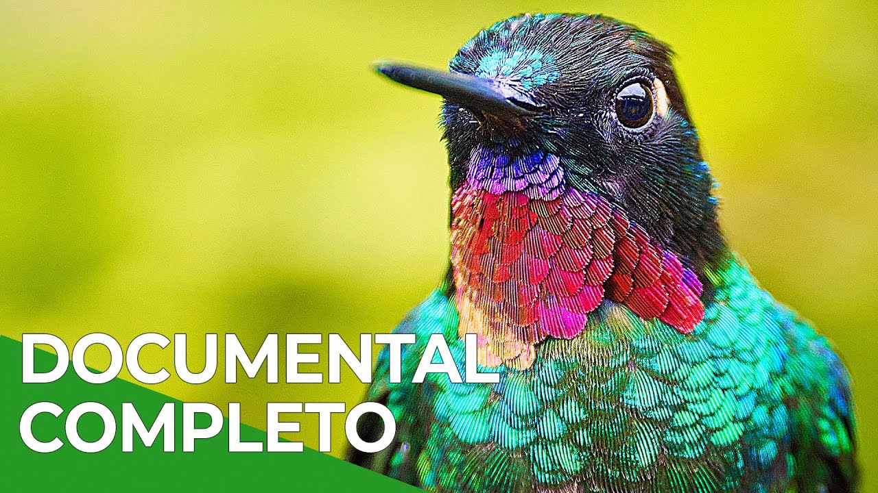 Milagros de la Naturaleza, Episodio Triple 10-13 | Free Documentary Nature - Español