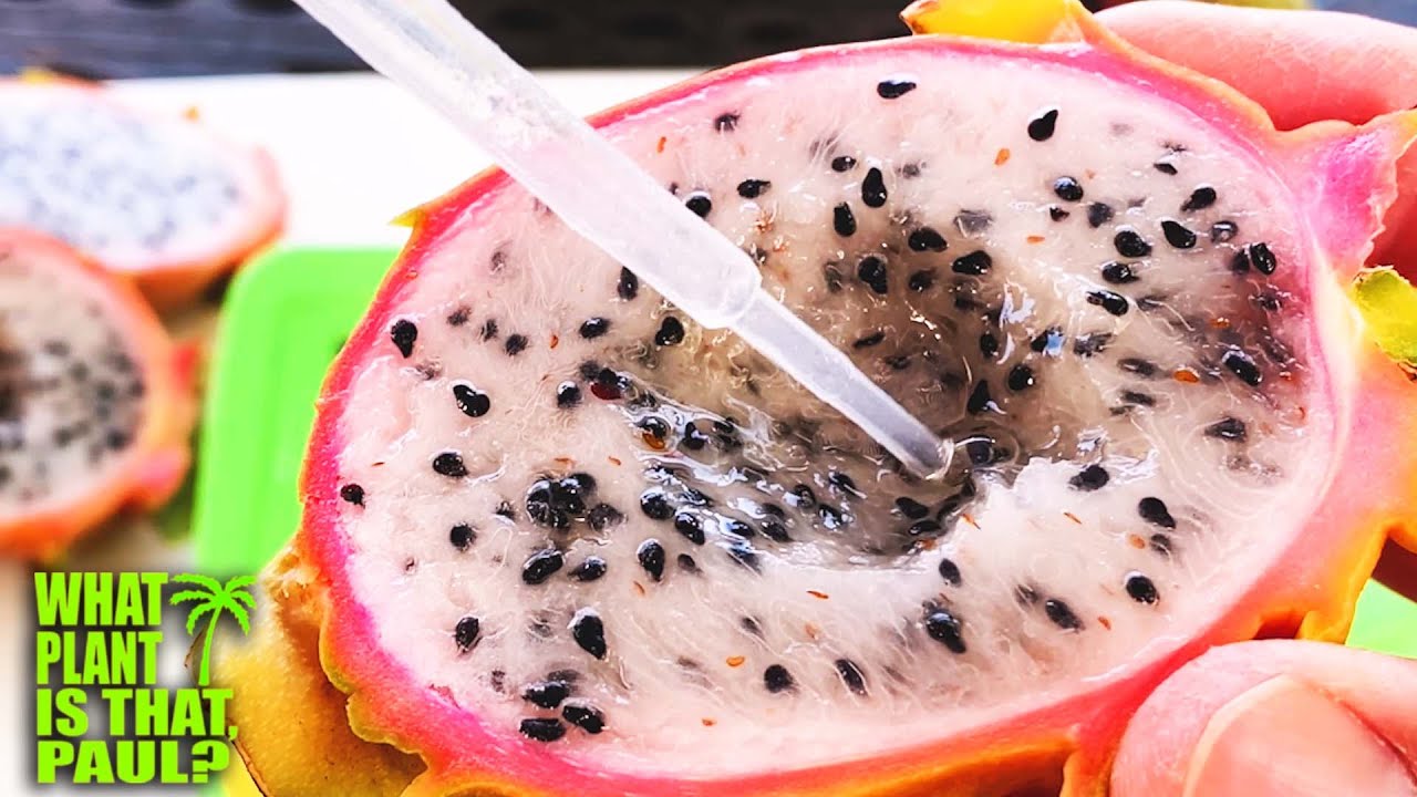 Connie Mayer Dragon Fruit TASTING  / Created by German hybridizer Eckhard Meier / What's the BRIX
