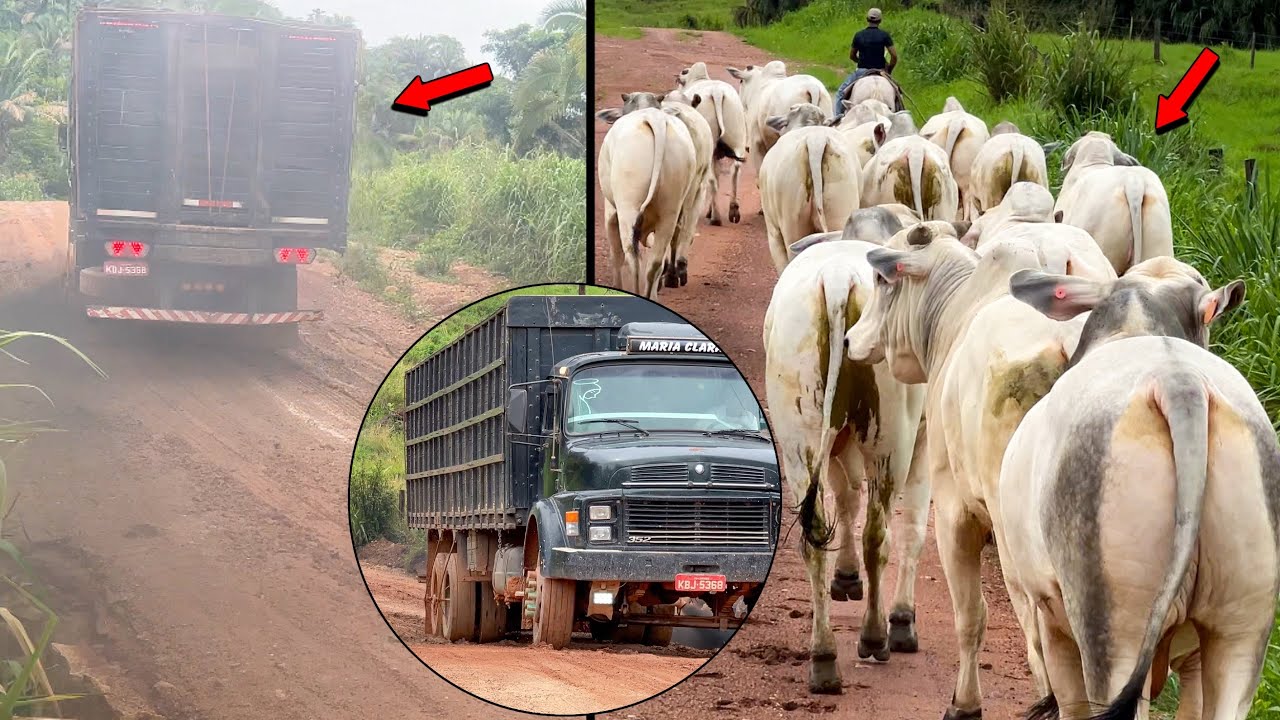 VENDEMOS A BOIADA NO DIA DE MUITA CHUVA AQUI NA FAZENDA 
