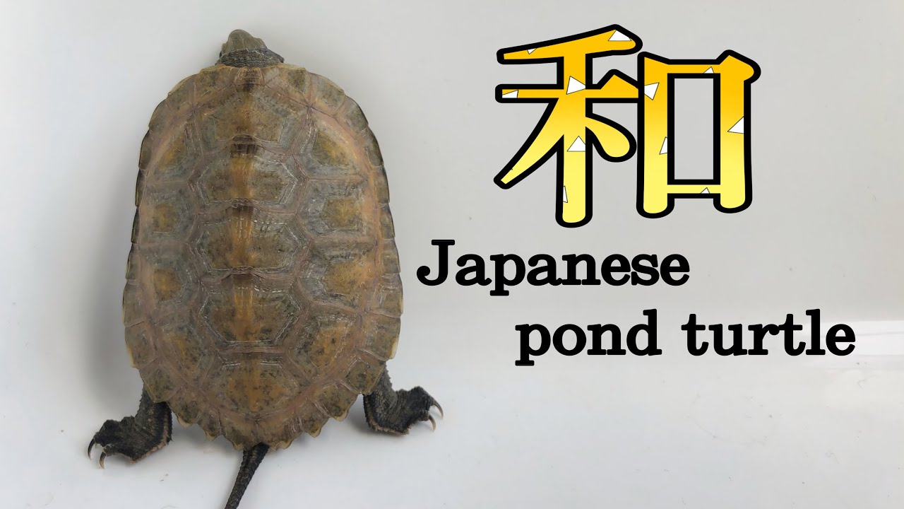 NEW YELLOW TURTLE!?【JAPANESE POND TURTLE(Light yellow)】黄色い亀さん？&mdash;ニホンイシガメベビー