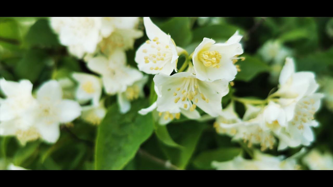 Philadelphus Mock Orange
