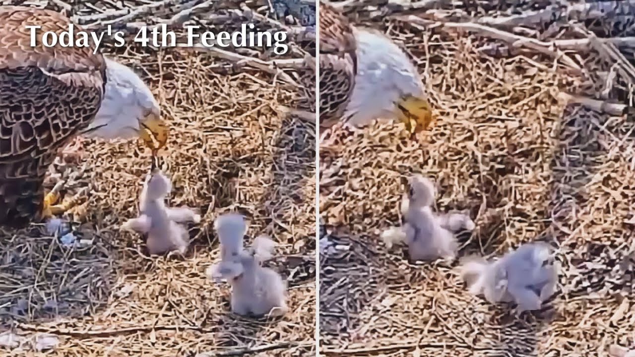 #54🦅BC28🐥6° & BC29🐥4°／Bluff City Bald Eagle Nest 2026／Frances💗Franklin ／ETSU/BTES Eagle Cameras