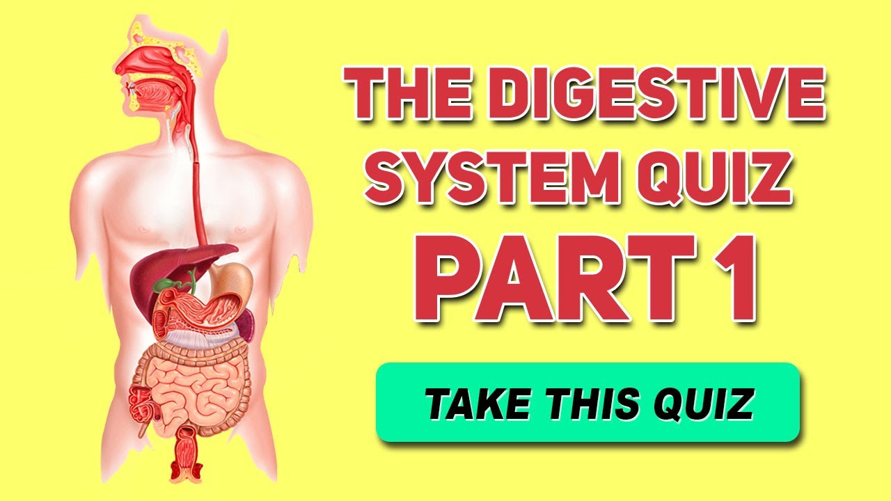 Digestive System Quiz- Part 1- ( Functions & Organs ) - Human Anatomy