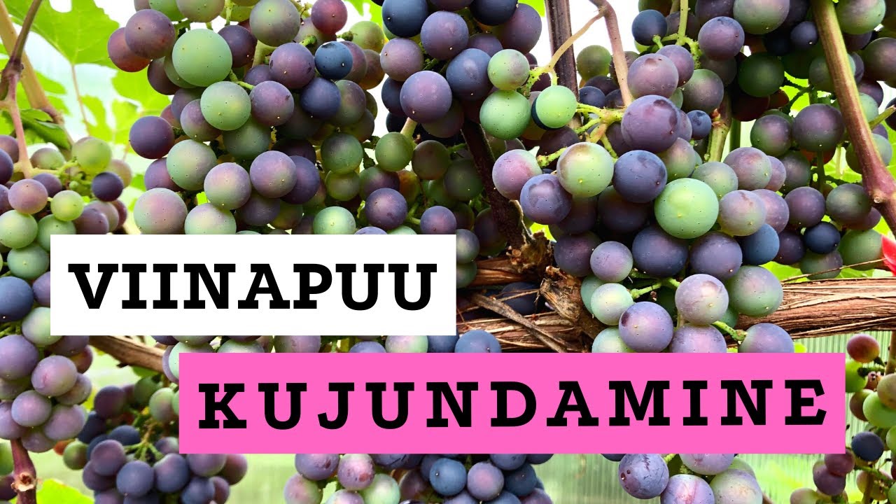 Viinapuu kujundamine | Roheline maja