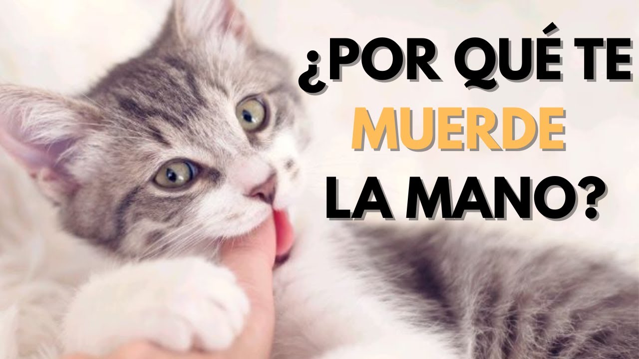 ¡Descubre el secreto detrás de los mordiscos de tu gato!