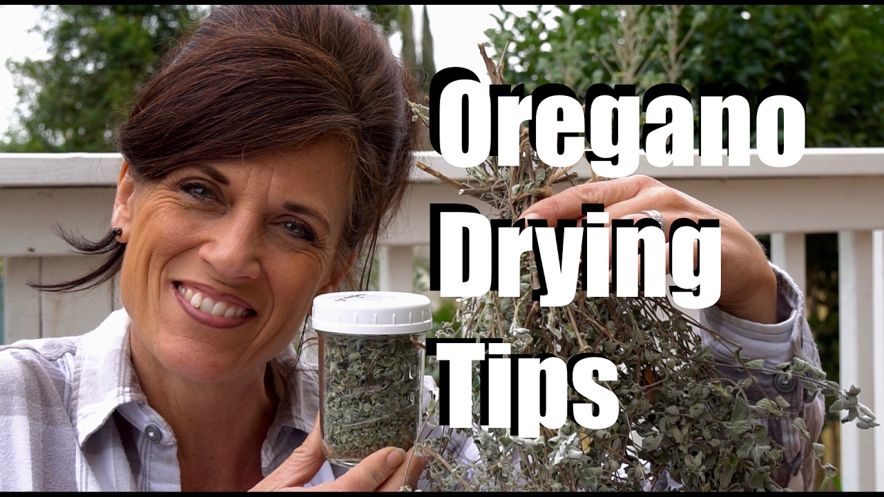 Oregano Drying Tips & Cilantro Sprouting, #2 // CaliKim Cam