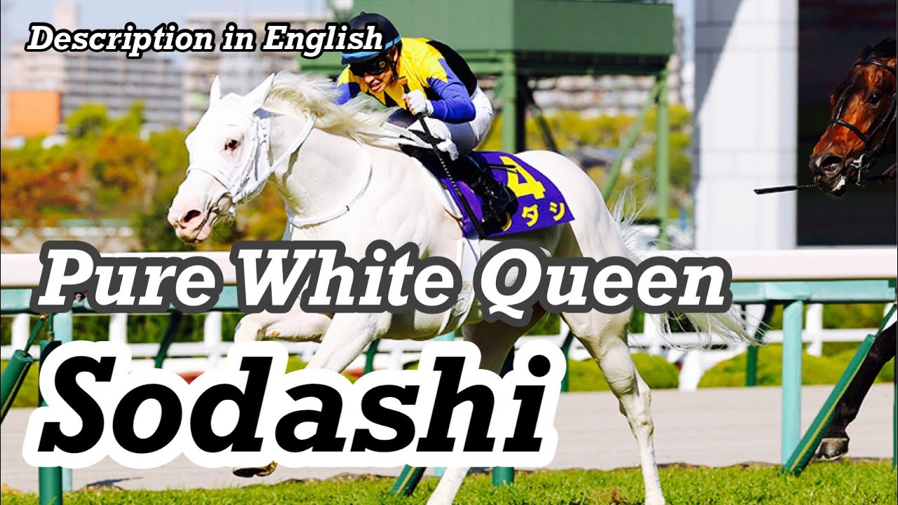 Sodashi: The Pure White Queen of Japanese Horse Racing