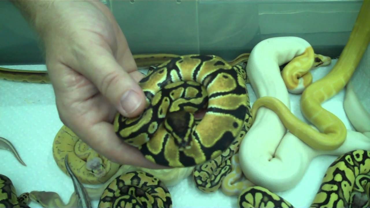 Morph BONANZA -  Over 20 morphs shown!
