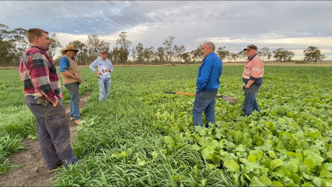 Russell's first Multi Species crop - Cover Crop - Regenerative Farming Revolution in Australia
