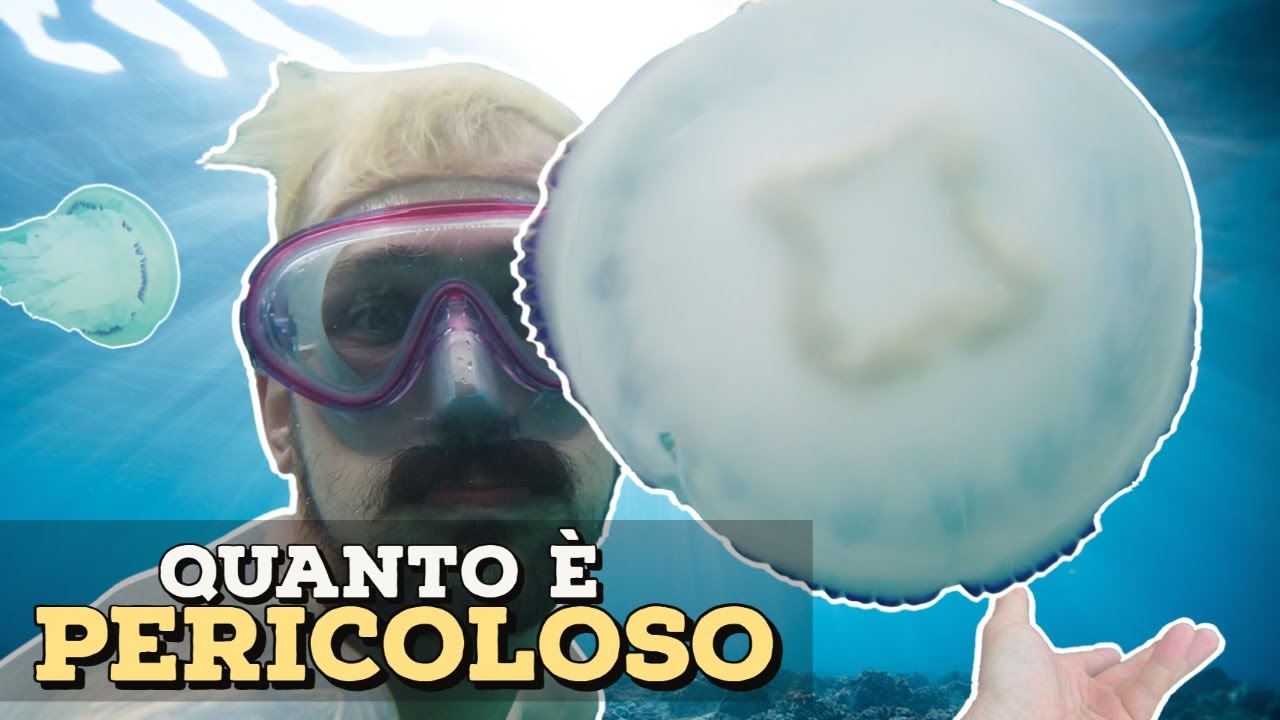 Nuotata tra le MEDUSE! | Quanto è PERICOLOSO... il POLMONE DI MARE?!?