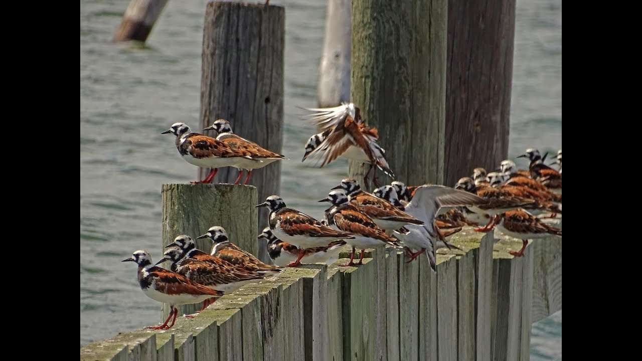 Filming the Feathers: Ruddy Turnstones at Jamaica Bay